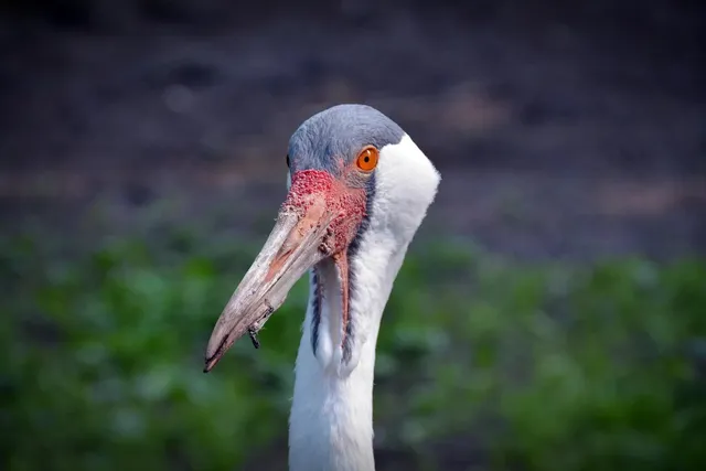 gruaot
