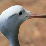 150